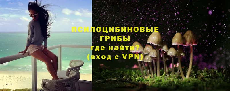 магазин    МЕГА как зайти  Псилоцибиновые грибы Psilocybe  Каргат 